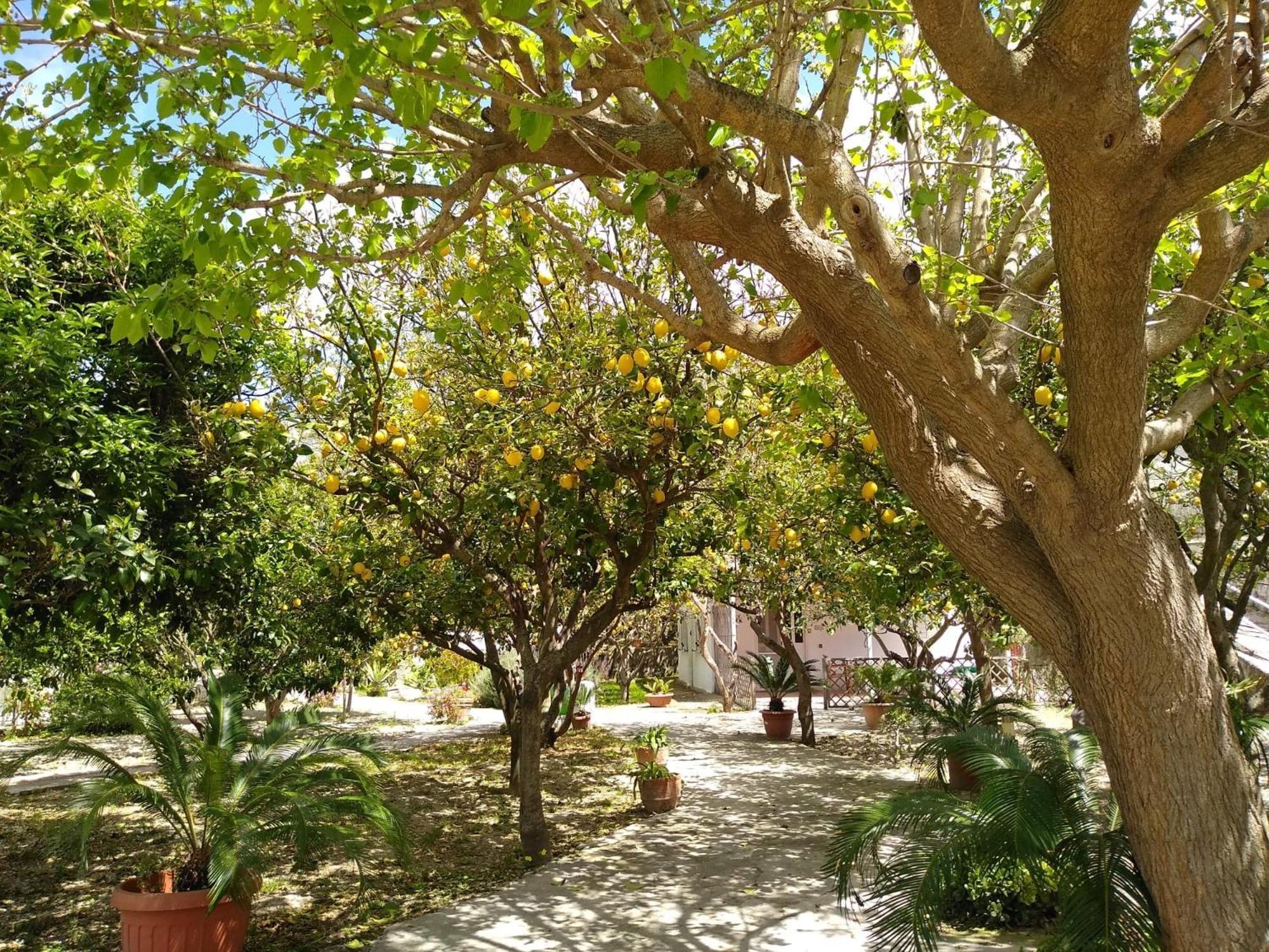 Residence Limoneto Ischia Forio di Ischia Zewnętrze zdjęcie