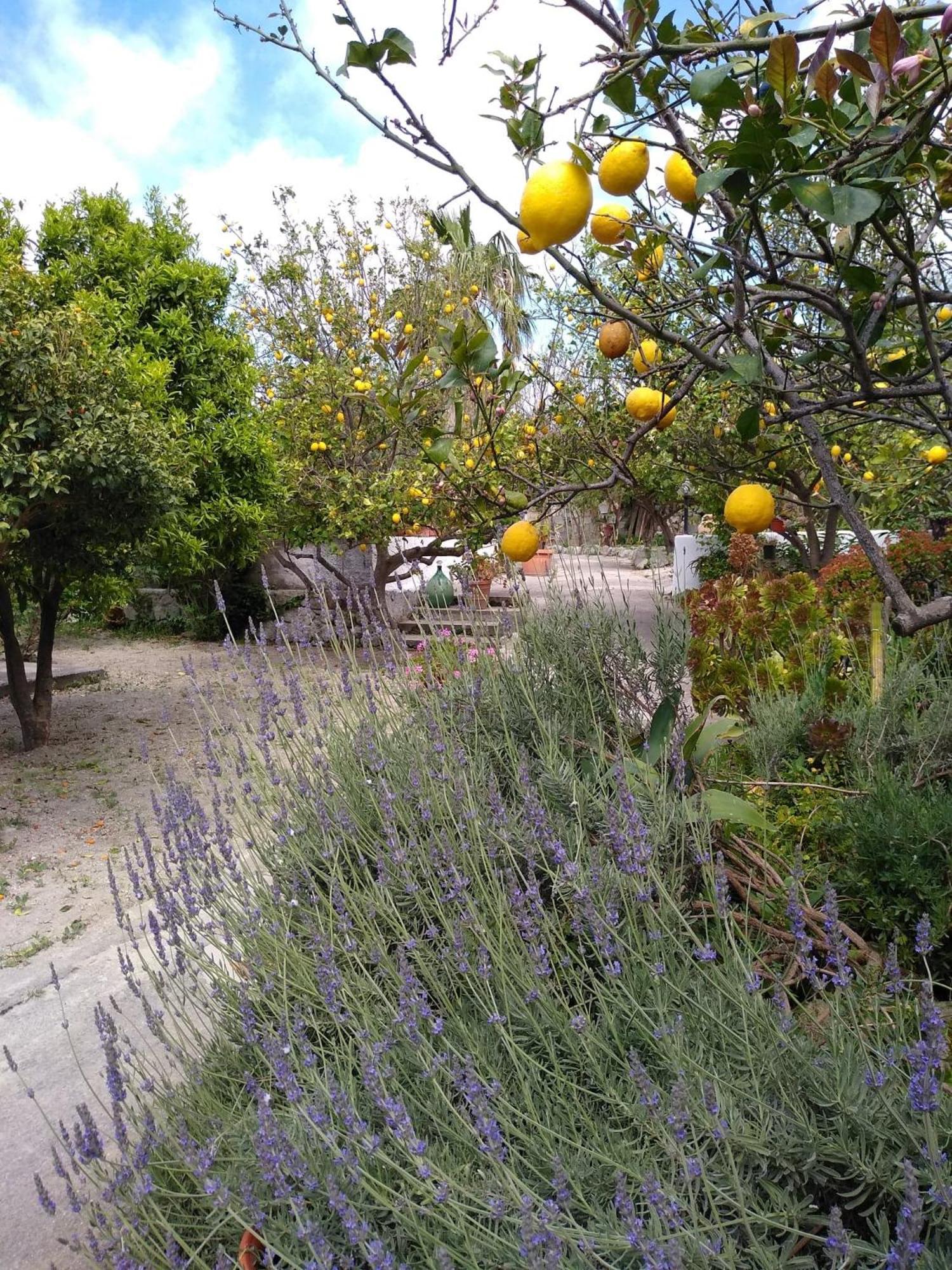 Residence Limoneto Ischia Forio di Ischia Zewnętrze zdjęcie