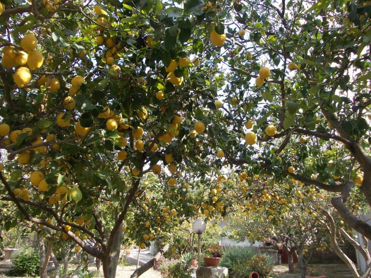 Residence Limoneto Ischia Forio di Ischia Zewnętrze zdjęcie