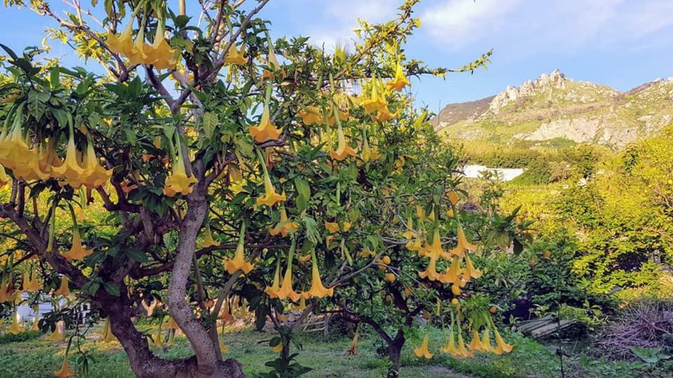 Residence Limoneto Ischia Forio di Ischia Zewnętrze zdjęcie