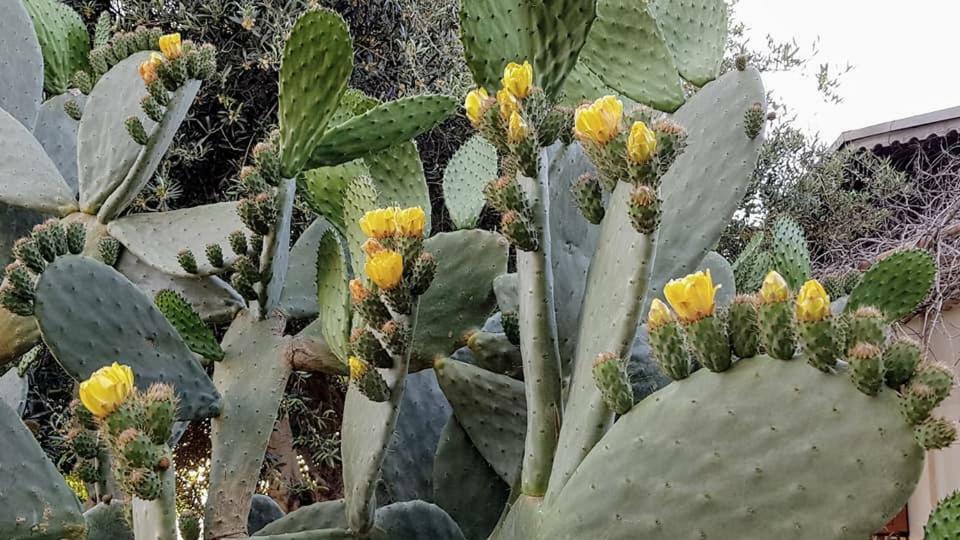 Residence Limoneto Ischia Forio di Ischia Zewnętrze zdjęcie