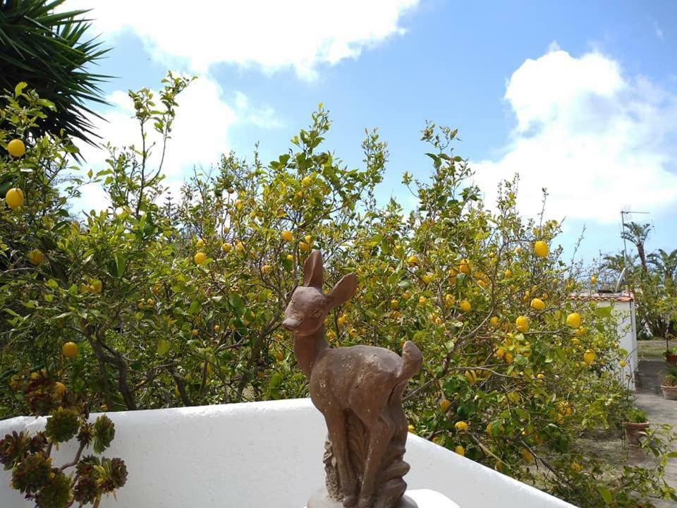 Residence Limoneto Ischia Forio di Ischia Zewnętrze zdjęcie