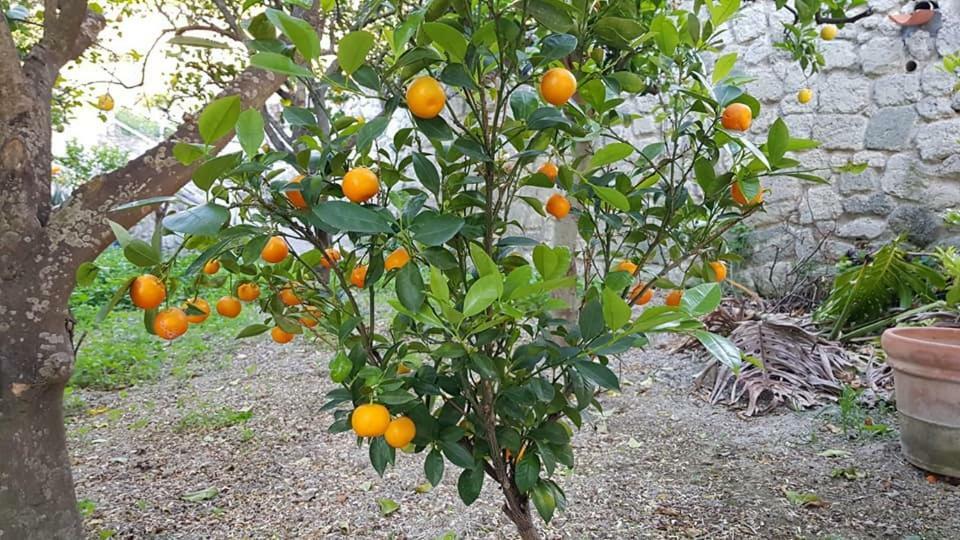 Residence Limoneto Ischia Forio di Ischia Zewnętrze zdjęcie